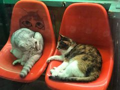 -猫咪博物馆(顶澳仔猫街店)