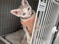 -翊宠yipet猫狗购宠庄园犬舍•猫舍