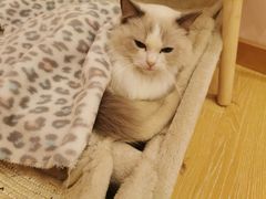-猫咪派对(江南西店)