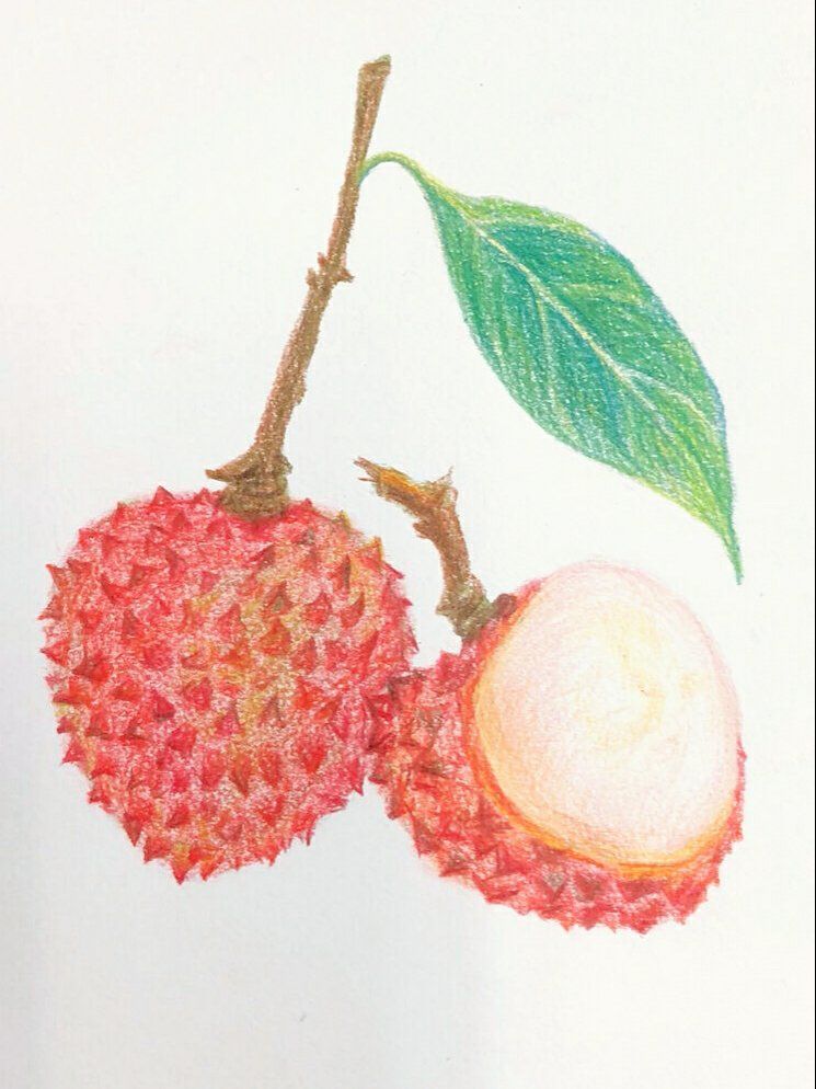 1.5小时彩铅画荔枝,细节满满!