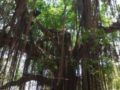 -小洲村