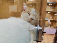-屋虎猫馆(宝安大仟里店)