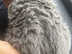 -糯米喵星人总部直营旗舰店·猫舍·幼猫出售