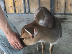 -鹿境梅花鹿生态园区