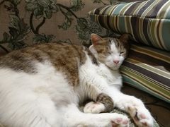 -万小咖.猫咖(中山路天虹店)
