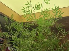 -初蓉丨遇见新川菜(亲贤街荣耀店)
