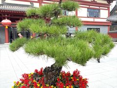 -西安大兴善寺