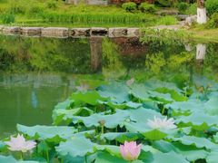 -杭州植物园