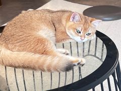 -飞行喵MR PILOT|猫舍·猫咖(静安大融城店)