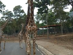 -清迈夜间动物园