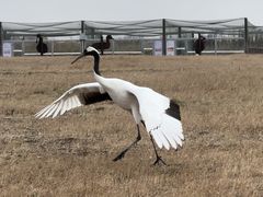 -盐城丹顶鹤湿地生态旅游区