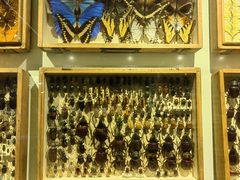 -墨尔本博物馆(Melbourne Museum)