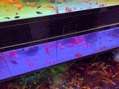 -双季花艺园艺市场(浦东店)