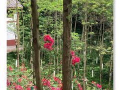 -重庆彩云湖湿地公园