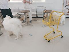 -共舞时光猫咖·狗咖(新街口店)