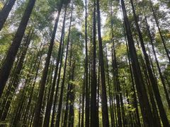 -武陵山森林公园