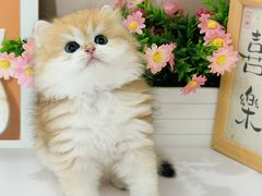-小猫来了·猫舍(红山六九七九店)
