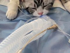 -伟伟宠物医院·CT影像中心·瑞派犬猫综合性门诊(汉口总院)