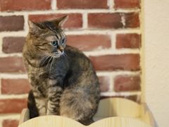 -猫友咖啡店(玉林西路店)
