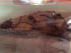 -好利来(抚顺万达店)