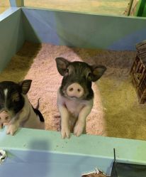 -酷嗒动物文化乐园(cutezoo西溪乐天城店)