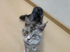 -猫在这儿猫咪咖啡馆·撸猫馆