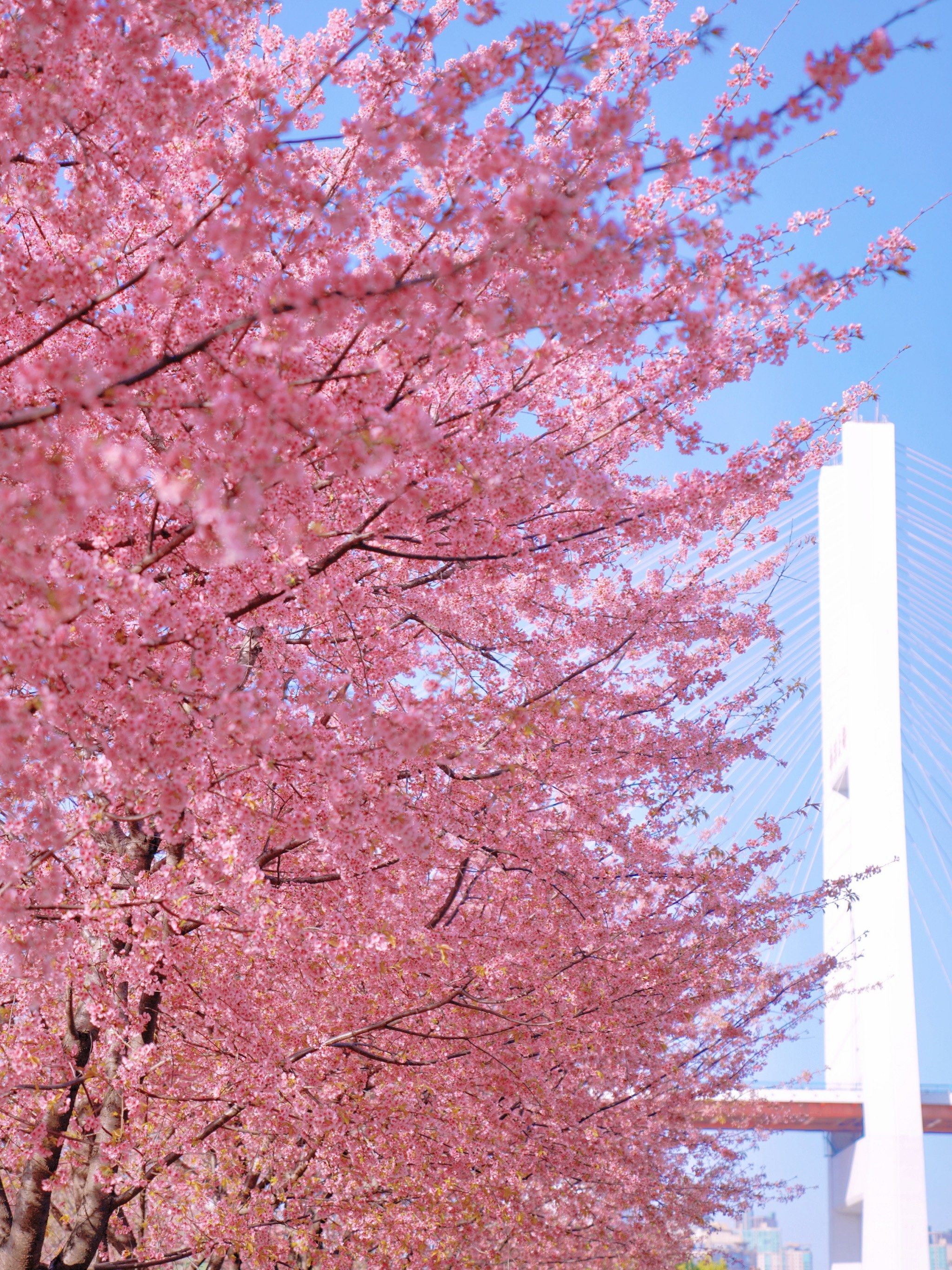 上海周末黄浦滨江郁金香樱花玉兰花经典徒步路线!