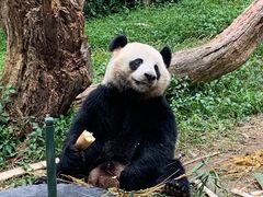 -广州长隆野生动物世界