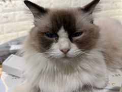 -平行世界·猫咖(首经贸店)