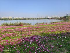 -海珠湖公园