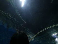 -大连圣亚海洋世界