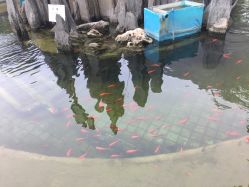 -上美四季动物农场