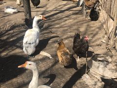 -鱼窝棚柴火铁锅炖(富山屯店)