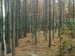 -昆山城市生态森林公园