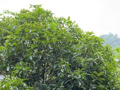 -礼耕堂·百年茶人餐厅(梅家坞店)