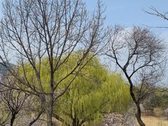 -北京西山国家森林公园