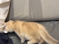 -屋虎猫馆(宝安大仟里店)