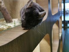 -藦茜花园宠物主题亲子互动体验馆(国顺东路店)