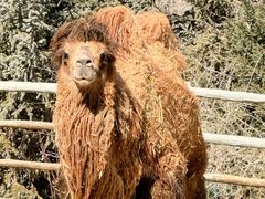 -青藏高原野生动物园