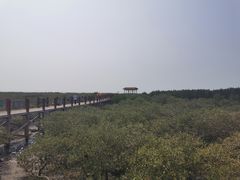 -北海金海湾红树林生态旅游区
