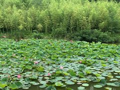 -黄海国家森林公园