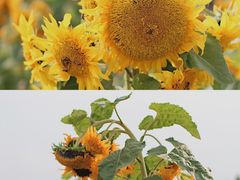 -帽儿山国家森林公园