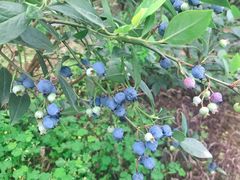 -金谷域澳洲庄园