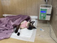 -北京观赏动物医院·24小时大型综合·猫专科·异宠专科