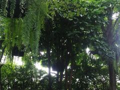 -Fern Forest Cafe