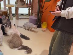 -三花喵·撸猫购宠·宠物生活馆(虹桥南丰城店)