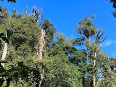 -云南屏边大围山国家公园