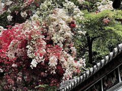 -深圳国际园林花卉博览园