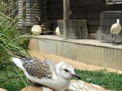 -费瑟代尔野生动物园