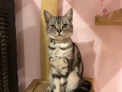 -三花喵·撸猫购宠·宠物生活馆(虹桥南丰城店)